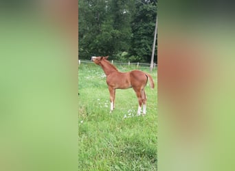 Oldenburger Springpferd, Hengst, , Fuchs