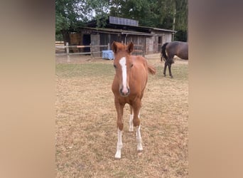 Oldenburger Springpferd, Hengst, Fohlen (06/2026), Fuchs