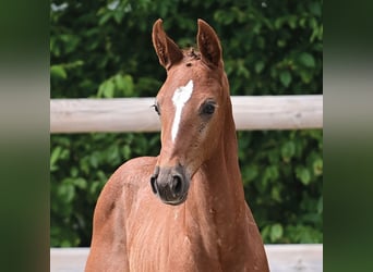 Oldenburger Springpferd, Hengst, Fohlen (01/2025), Kann Schimmel werden