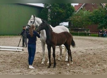 Oldenburger Springpferd, Hengst, Fohlen (02/2025), Kann Schimmel werden