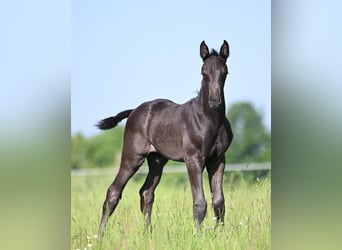 Oldenburger Springpferd, Hengst, Fohlen (05/2026), Rappe