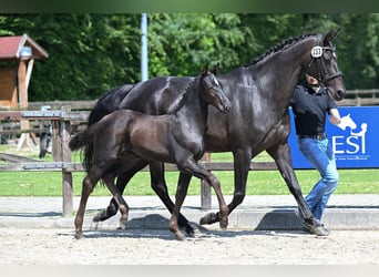 Oldenburger Springpferd, Hengst, Fohlen (04/2026), Rappe