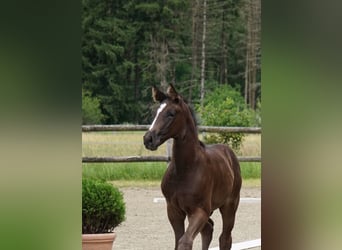 Oldenburger Springpferd, Hengst, Fohlen (04/2026), Rappe