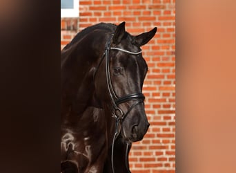 Oldenburger Springpferd, Hengst, 7 Jahre, 178 cm, Rappe