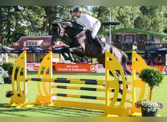 Oldenburger Springpferd, Hengst, 7 Jahre, 178 cm, Rappe