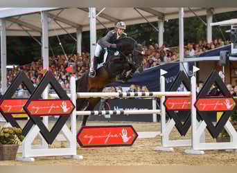 Oldenburger Springpferd, Hengst, 10 Jahre, 173 cm, Schwarzbrauner