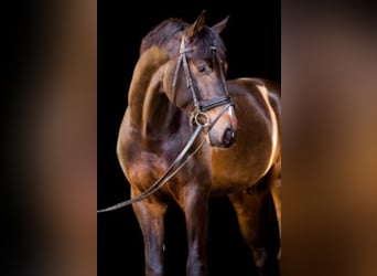Oldenburger Springpferd, Hengst, 10 Jahre, 173 cm, Schwarzbrauner