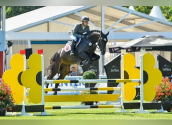Oldenburger Springpferd, Hengst, 10 Jahre, 173 cm, Schwarzbrauner