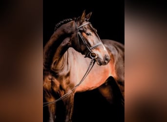 Oldenburger Springpferd, Hengst, 10 Jahre, 173 cm, Schwarzbrauner