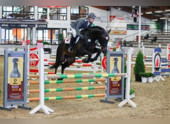 Oldenburger Springpferd, Hengst, 10 Jahre, 173 cm, Schwarzbrauner