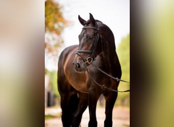 Oldenburger Springpferd, Hengst, 10 Jahre, 173 cm, Schwarzbrauner