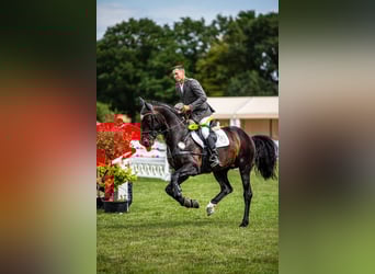Oldenburger Springpferd, Hengst, 10 Jahre, 173 cm, Schwarzbrauner