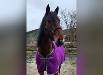 Oldenburger Springpferd, Klacz, 10 lat, 162 cm, Gniada