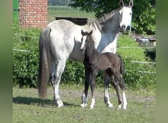 Oldenburger Springpferd, Klacz, 10 lat, 163 cm, Siwa