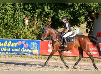 Oldenburger Springpferd, Klacz, 10 lat, 164 cm, Gniada