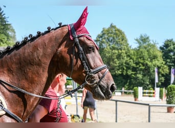 Oldenburger Springpferd, Klacz, 10 lat, 164 cm, Gniada