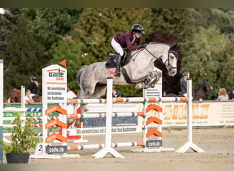 Oldenburger Springpferd, Klacz, 10 lat, 164 cm, Siwa