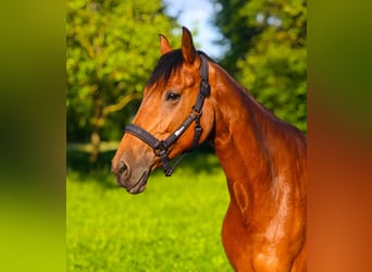 Oldenburger Springpferd, Klacz, 10 lat, 167 cm, Gniada