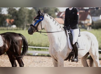 Oldenburger Springpferd, Klacz, 10 lat, 168 cm, Siwa jabłkowita