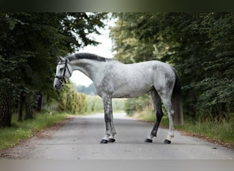 Oldenburger Springpferd, Klacz, 10 lat, 168 cm, Siwa jabłkowita