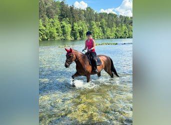 Oldenburger Springpferd, Klacz, 10 lat, 169 cm, Gniada