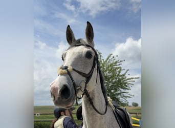 Oldenburger Springpferd, Klacz, 10 lat, 175 cm, Siwa