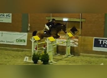 Oldenburger Springpferd, Klacz, 11 lat, 160 cm, Gniada