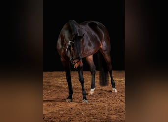 Oldenburger Springpferd, Klacz, 11 lat, 162 cm, Gniada