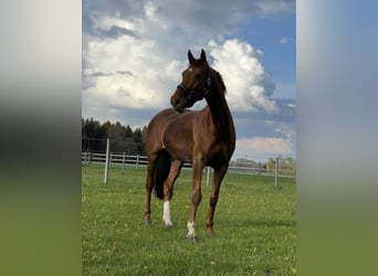 Oldenburger Springpferd, Klacz, 11 lat, 165 cm, Ciemnokasztanowata