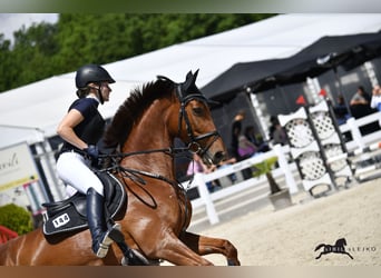 Oldenburger Springpferd, Klacz, 11 lat, 165 cm, Ciemnokasztanowata