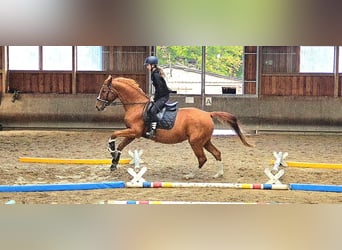 Oldenburger Springpferd, Klacz, 11 lat, 167 cm, Kasztanowata
