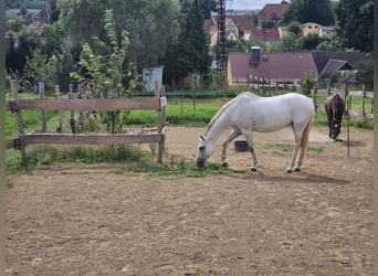 Oldenburger Springpferd, Klacz, 11 lat, 167 cm, Siwa