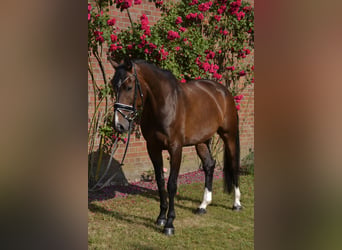 Oldenburger Springpferd, Klacz, 11 lat, 168 cm, Ciemnogniada