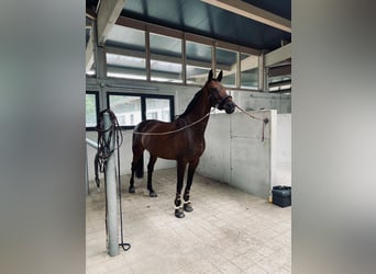 Oldenburger Springpferd, Klacz, 11 lat, 173 cm, Gniada