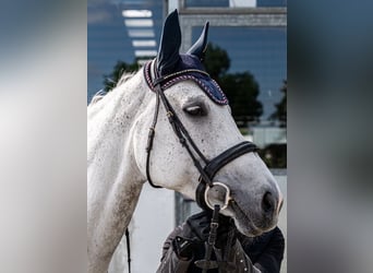 Oldenburger Springpferd, Klacz, 11 lat, 173 cm, Siwa jabłkowita