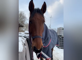 Oldenburger Springpferd, Klacz, 11 lat, 177 cm, Gniada