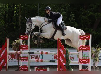 Oldenburger Springpferd, Klacz, 11 lat, 178 cm, Siwa