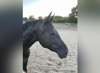 Oldenburger Springpferd, Klacz, 12 lat, 158 cm, Kara
