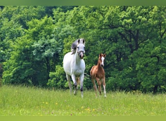 Oldenburger Springpferd, Klacz, 12 lat, 166 cm, Siwa