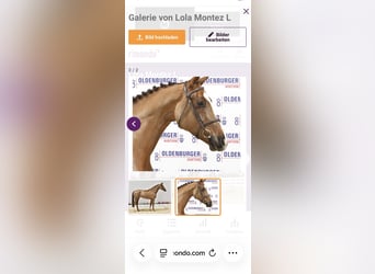 Oldenburger Springpferd, Klacz, 12 lat, 172 cm, Ciemnokasztanowata