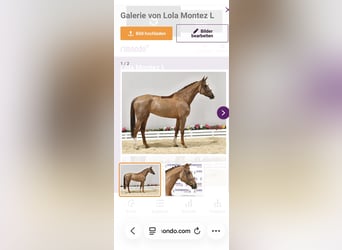 Oldenburger Springpferd, Klacz, 12 lat, 174 cm, Ciemnokasztanowata