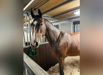 Oldenburger Springpferd, Klacz, 13 lat, 165 cm, Ciemnogniada