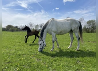 Oldenburger Springpferd, Klacz, 13 lat, 165 cm, Siwa