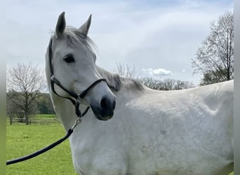 Oldenburger Springpferd, Klacz, 13 lat, 165 cm, Siwa