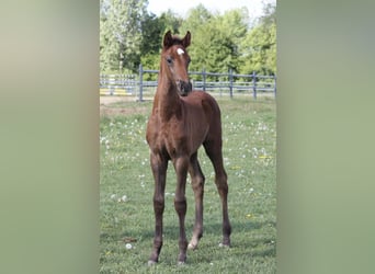 Oldenburger Springpferd, Klacz, 13 lat, 165 cm, Siwa