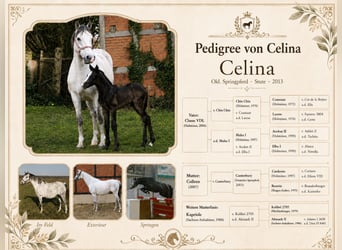 Oldenburger Springpferd, Klacz, 13 lat, 167 cm, Siwa