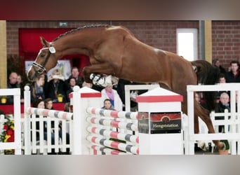 Oldenburger Springpferd, Klacz, 13 lat, 171 cm, Ciemnokasztanowata