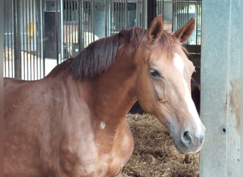 Oldenburger Springpferd, Klacz, 13 lat, 171 cm, Ciemnokasztanowata