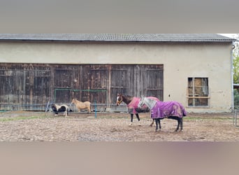 Oldenburger Springpferd, Klacz, 13 lat