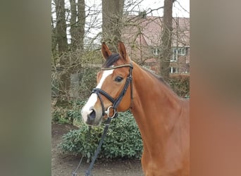 Oldenburger Springpferd, Klacz, 14 lat, 168 cm, Gniada